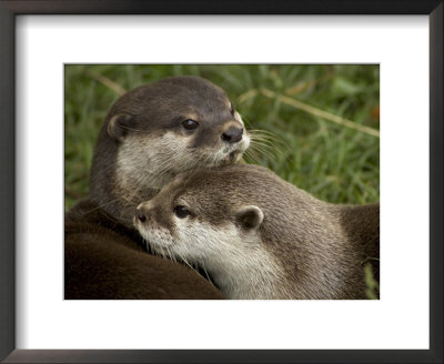 Pair Of Mated Asian Short-Clawed River Otters Show Affection by Nicole Duplaix Pricing Limited Edition Print image