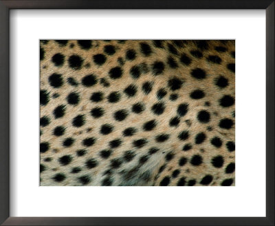 Close Up Of A Cheetahs Spots by Michael Nichols Pricing Limited Edition Print image