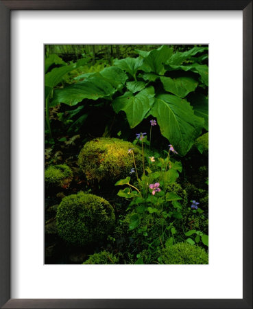 Blue Violets, Mosses, And Skunk Cabbage In A Red Maple Swamp by Raymond Gehman Pricing Limited Edition Print image