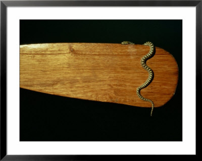 A Snake On A Wooden Paddle by Sam Abell Pricing Limited Edition Print image