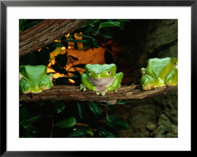 Three Frogs In A Row On A Branch by George Grall Pricing Limited Edition Print image