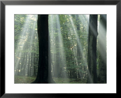 Sun's Rays Penetrating The Forest, Bielefeld, North Rhine-Westphalia, Germany by Thorsten Milse Pricing Limited Edition Print image