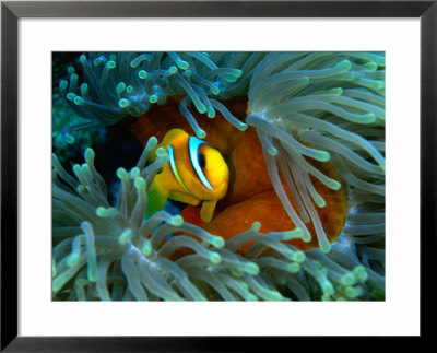 Red Sea Anemonefish(Amphiprion Bicinctus), Red Sea And Gulf Of Aden, Egypt by Casey Mahaney Pricing Limited Edition Print image