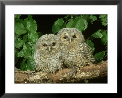 Tawny Owl, Chicks, 2 Owlets Perched On Branch, West Yorkshire by Mark Hamblin Pricing Limited Edition Print image