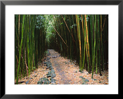 Bamboo Forest On The Waimoku Falls Trail, South Of Hana, Maui, Hawaii, Usa by Charles Sleicher Pricing Limited Edition Print image