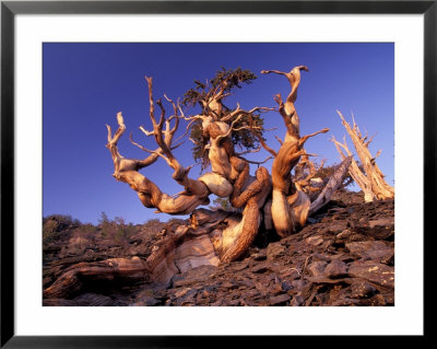 Bristlecone Pines, White Mountains, California, Usa by Gavriel Jecan Pricing Limited Edition Print image
