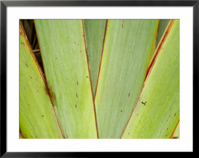 Flax Detail, West Coast, South Island, New Zealand by David Wall Pricing Limited Edition Print image