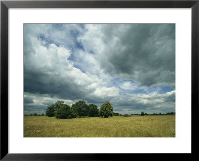 Cloud-Filled Sky Over A Cluster Of Trees In A Grassy Field by Klaus Nigge Pricing Limited Edition Print image