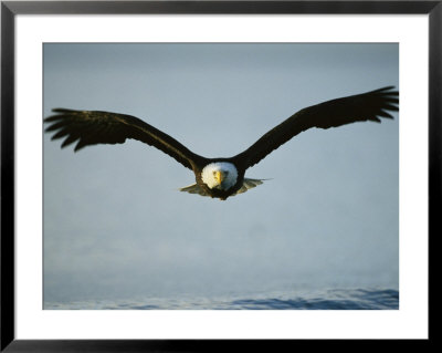 American Bald Eagle In Flight Over Water by Klaus Nigge Pricing Limited Edition Print image