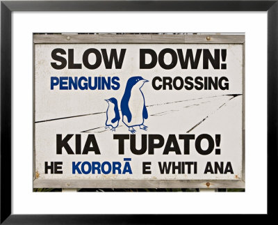 Sign Warning Drivers About Penguins In The Road, Wellington, North Island, New Zealand by Don Smith Pricing Limited Edition Print image