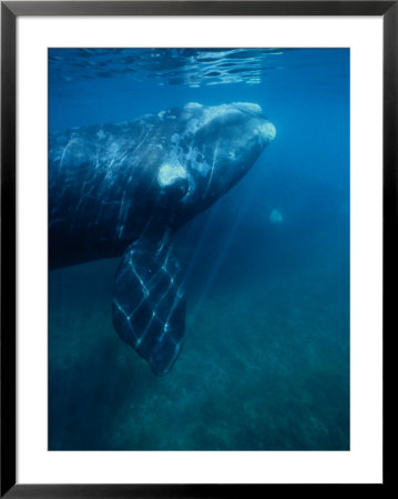 Southern Right Whale, Underwater, Valdes Peninsula by Gerard Soury Pricing Limited Edition Print image