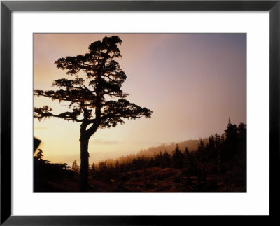 Alpine Hemlock, Baranof Island, Ak by Ernest Manewal Pricing Limited Edition Print image