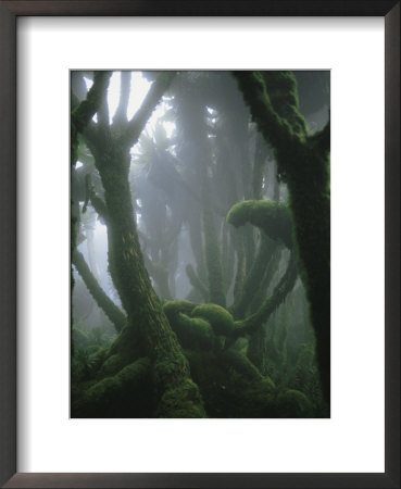 Fog-Enshrouded Rain Forest In Rwanda's Virunga Mountains by Michael Nichols Pricing Limited Edition Print image
