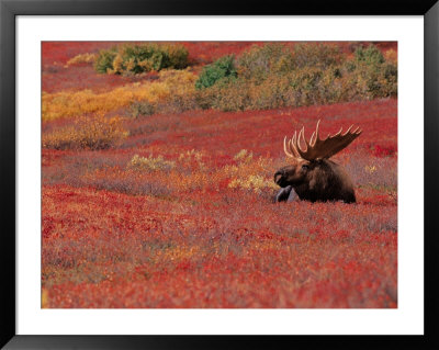 Bull Moose In Denali National Park, Alaska, Usa by Dee Ann Pederson Pricing Limited Edition Print image