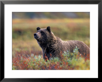 Grizzly Bear Surrounded By Fall Colors Of Denali National Park, Alaska, Usa by Darrell Gulin Pricing Limited Edition Print image