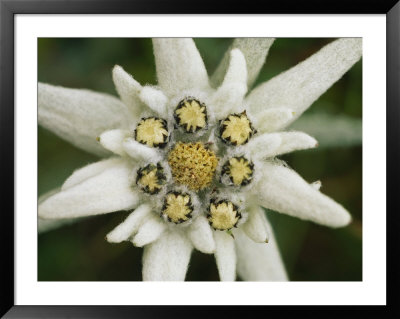 Eidelweiss Flower, Symbol Of The Alpine World by Norbert Rosing Pricing Limited Edition Print image