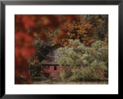 Blazing Autumn Color Surrounds A Barn by Roy Gumpel Pricing Limited Edition Print image