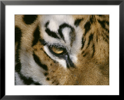 The Eye Of A Tiger And Part Of Its Facial Markings by Dr. Maurice G. Hornocker Pricing Limited Edition Print image