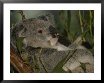 A Koala Clings To A Eucalyptus Tree In Eastern Australia by Nicole Duplaix Pricing Limited Edition Print image