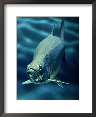 A Tarpon by George Grall Pricing Limited Edition Print image