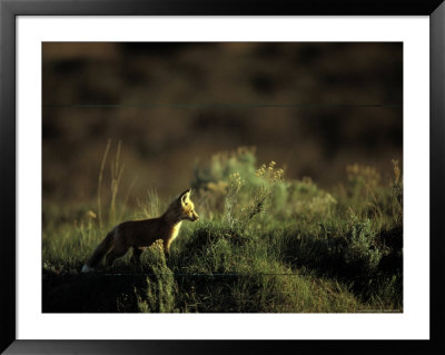 Two-Month-Old Red Fox Pup Sniffs The Air Outside Its Den by Raymond Gehman Pricing Limited Edition Print image