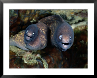 A Close-View Of A Pair Of Moray Eels by Wolcott Henry Pricing Limited Edition Print image