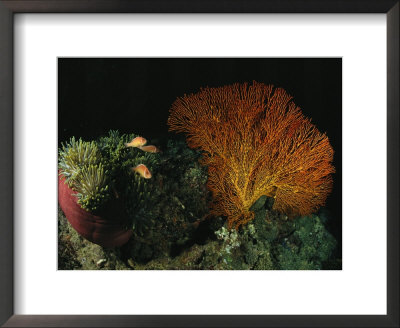 Pink Amemonefish Swimming Around An Anemone And Sea Fan by Wolcott Henry Pricing Limited Edition Print image