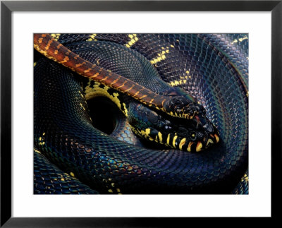 Boelens Python by George Grall Pricing Limited Edition Print image