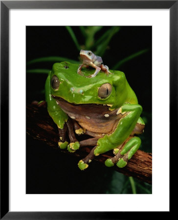 A Frog Perched On A Branch With A Baby Frog On Its Back by George Grall Pricing Limited Edition Print image