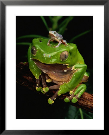 A Frog Perched On A Branch With A Baby Frog On Its Back by George Grall Pricing Limited Edition Print image