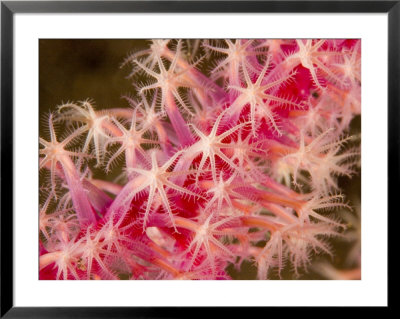 Closeup Of Pink Corl Polyps, Bali, Indonesia by Tim Laman Pricing Limited Edition Print image