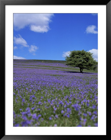 Bluebells, Dartmoor, Devon, England, United Kingdom by David Lomax Pricing Limited Edition Print image