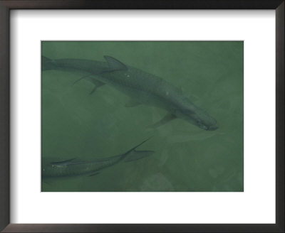 Tarpon Fish Swim Through Green Water In The Florida Keys by Nicole Duplaix Pricing Limited Edition Print image