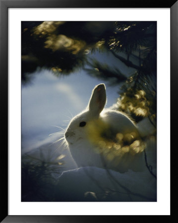 Backlit Portrait Of A Little Snowshoe Hare In Winter Camouflage by Michael S. Quinton Pricing Limited Edition Print image