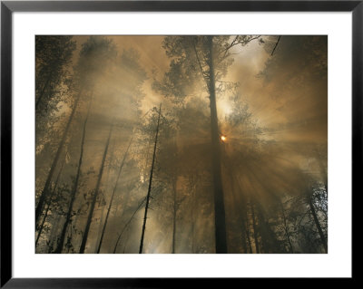 Sunlit Smoke Whispers The Firefighters Secret- Life Can Be Beautiful Even When The World Burns Down by Mark Thiessen Pricing Limited Edition Print image