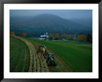 Farmer Cuts Corn To Feed Cows On His Dairy Farm by Maria Stenzel Pricing Limited Edition Print image