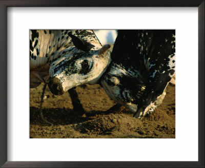 Close View Of Two Big Bulls Locking Heads by James L. Stanfield Pricing Limited Edition Print image