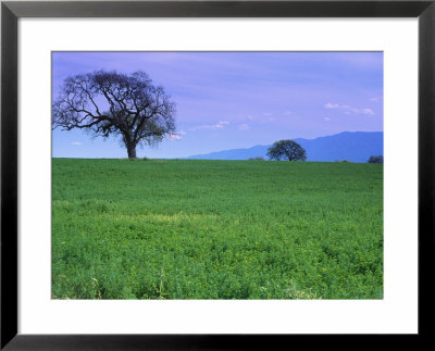 A Tree On A Hillside In Santa Barbara by Gary Conner Pricing Limited Edition Print image