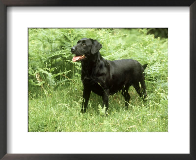 Black Labrador, Amongst Bracken In Spring Uk by Mark Hamblin Pricing Limited Edition Print image