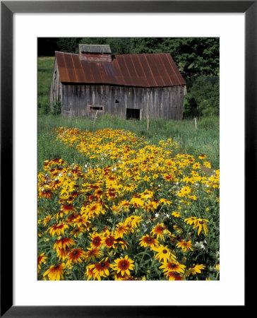 Black Eyed Susans And Barn, Vermont, Usa by Darrell Gulin Pricing Limited Edition Print image