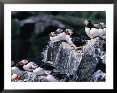 Puffins (Fratercula Arctica) Sitting On Rocks, Farne Islands, United Kingdom by Nicholas Reuss Pricing Limited Edition Print image