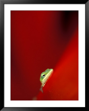 Green Gecko On Red Agave, Maui, Hawaii, Usa by Brent Bergherm Pricing Limited Edition Print image