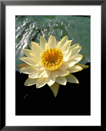 Night Lily, Okavango Delta, Botswana by Pete Oxford Pricing Limited Edition Print image