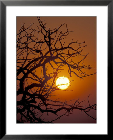 Savannah Sunset, Zimbabwe by William Sutton Pricing Limited Edition Print image