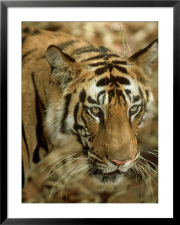 Tiger, Portrait, India by Satyendra K. Tiwari Pricing Limited Edition Print image