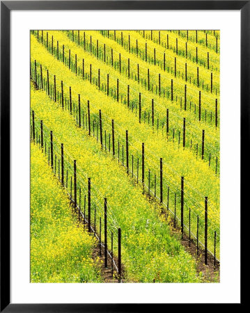 Mustard Plants In Vineyard, Napa Valley Wine Country, California, Usa by John Alves Pricing Limited Edition Print image