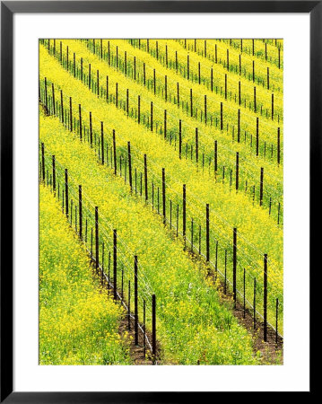 Mustard Plants In Vineyard, Napa Valley Wine Country, California, Usa by John Alves Pricing Limited Edition Print image