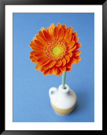 Orange Gerbera Flower Against A Blue Background by Pearl Bucknall Pricing Limited Edition Print image