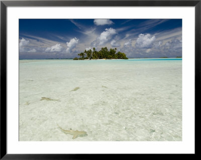 Sharks, Blue Lagoon, Rangiroa, Tuamotu Archipelago, French Polynesia Islands by Sergio Pitamitz Pricing Limited Edition Print image