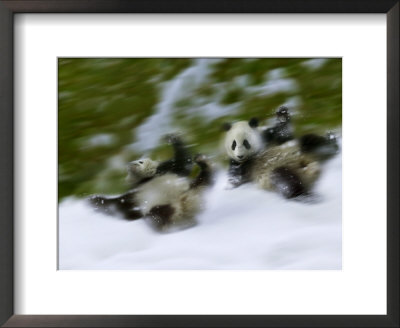 Two Giant Panda Cubs Rolling On Snow, Wolong Ziran Baohuqu, Sichuan, China by Keren Su Pricing Limited Edition Print image